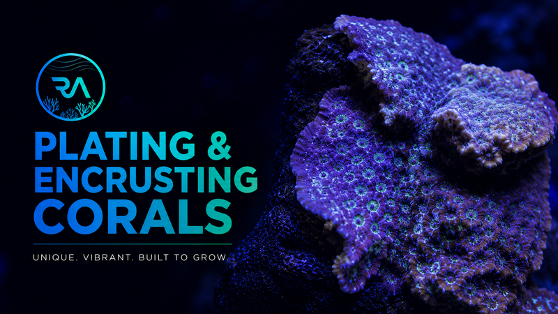 Plating & encrusting Corals