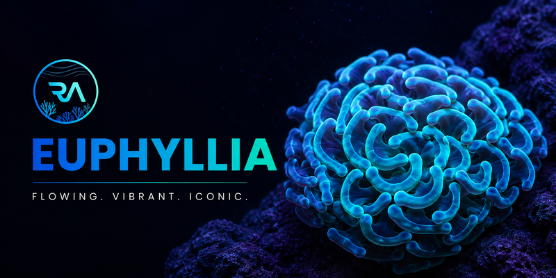 Euphyllia