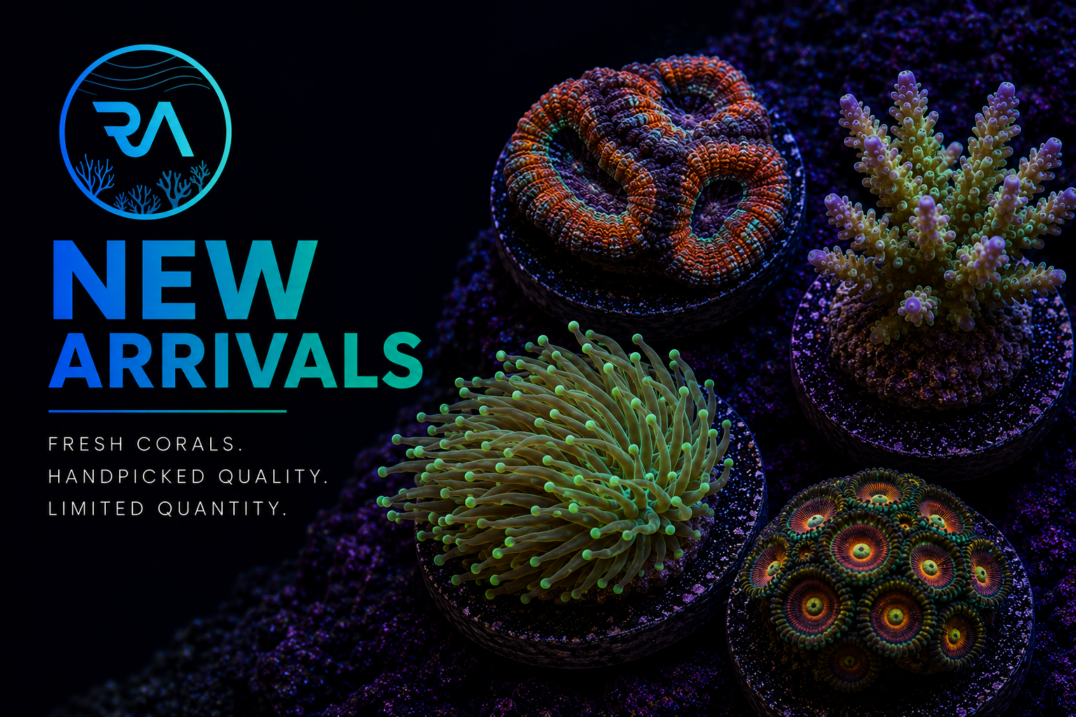 New Arrivals