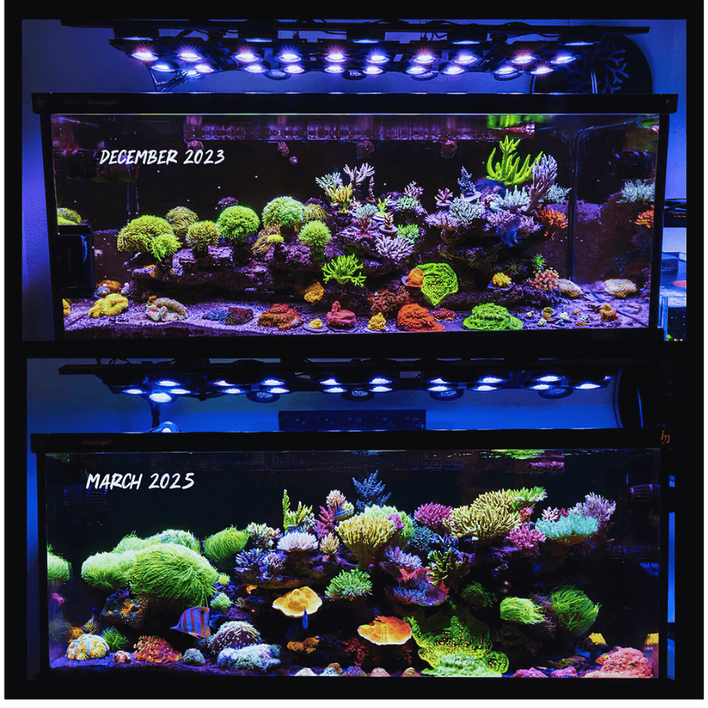 X4 Beast Mode SPS Lighting Bundle All Sizes